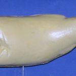 L860  Largemouth Bass (Body Action)