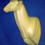 MD017 Upright Buck Shoulder