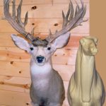 MD025 Upright Buck Shoulder