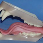 Bear Jaw Set by Mohr