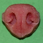 N21 Small Coyote Nose