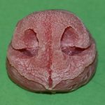 N23 Medium Coyote Nose