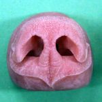 Black Bear Nose Small