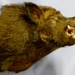 CEB23OR Euro Boar Offset - Open Mouth