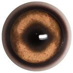 PB26WB Boar with Band 26 MM