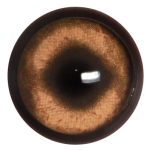 PB28 Boar No Band 28 MM