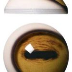 Pre Rotated Mouflon 30mm Payer PR30MF