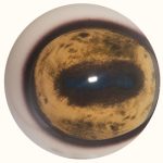 PRH30 Sheep Prerotated 30 MM