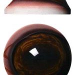 DC Prime Mule Deer Eyes 34mm - DP34MD