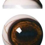 PRV34L 34MM Light Color Pre Rotated with Veins