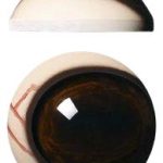 PRV34M 34MM Medium Color Pre Rotated with Veins