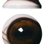 DC Prime Elk Eyes 34mm - DP34ELK