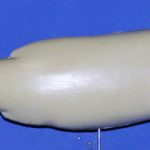 R182 Largemouth Bass