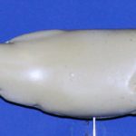 R192 Largemouth Bass