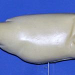 R211 Largemouth Bass