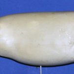 R216 Largemouth Bass