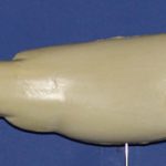 R302 Largemouth Bass