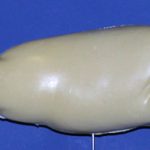 R310 Largemouth Bass