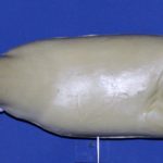 R315 Largemouth Bass