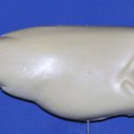 R320 Largemouth Bass