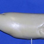 R410 Largemouth Bass