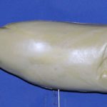 R421 Largemouth Bass