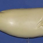 R430 Largemouth Bass