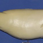 R432 Largemouth Bass