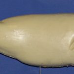 R533 Largemouth Bass