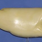 R540 Largemouth Bass