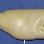 R551 Largemouth Bass