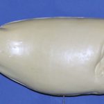 R555 Largemouth Bass