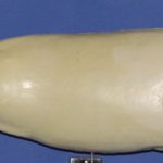 R644 Largemouth Bass