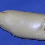 R650 Largemouth Bass