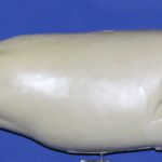 R654 Largemouth Bass