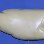 R660 Largemouth Bass