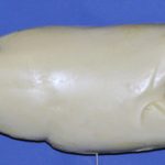 R760 Largemouth Bass