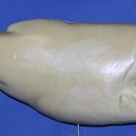 R770 Largemouth Bass