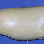 R860 Largemouth Bass