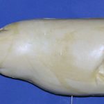 R870 Largemouth Bass