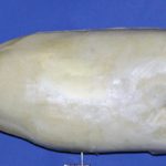 R972 Largemouth Bass