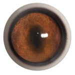 RF16WB Red Fox with Band 16 MM