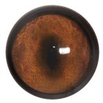 RF14 Red Fox No Band 14 MM