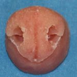 N62 Fisher Nose Female