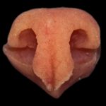 N11 Small Bobcat Nose