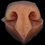 N12 Medium Bobcat Nose