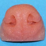 N24 Large Coyote Nose