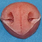 N61 Fisher Nose Male