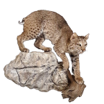 BC1322R Bobcat - Brian Harness