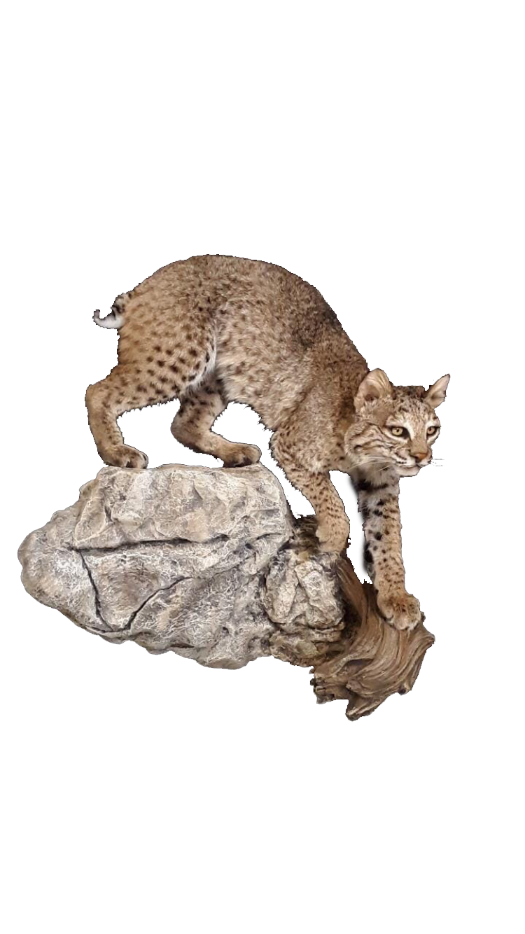 BC1322R Bobcat - Brian Harness